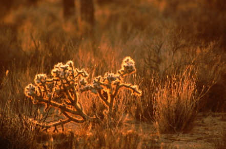 Joshua Tree National Park, California