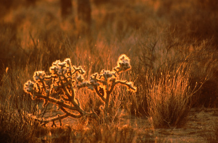 Joshua Tree National Park, California