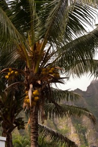 Coconute Tree, Oahu, Hawaii