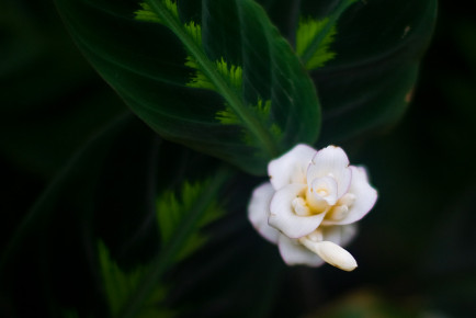 Conservatory of Flowers, San Francisco, California