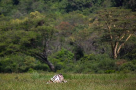 A zebra skeleton at Buffalo Glade, Arusha National Park.