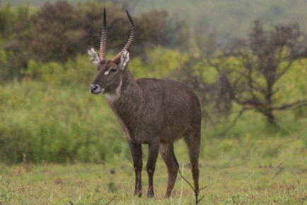 A male waterbuck standing in the rain, Arusha National Park