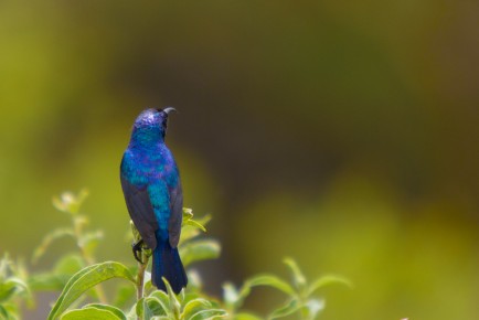 Collared Sunbird, Arusha National Park