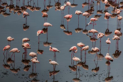 Lesser Flamingo, Arusha National Park