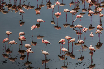 Lesser Flamingo, Arusha National Park