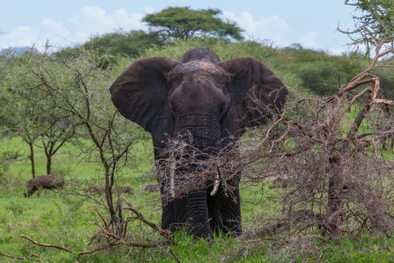 An elephant in Tarangire National Park