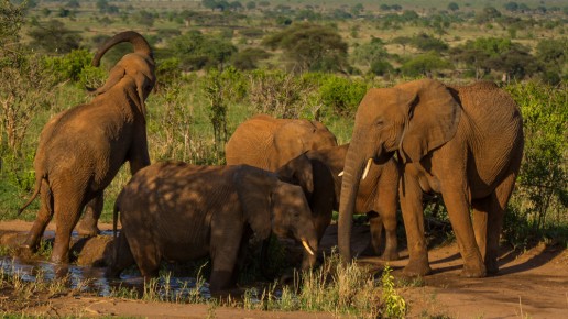 Elephants in Tarangire National Park