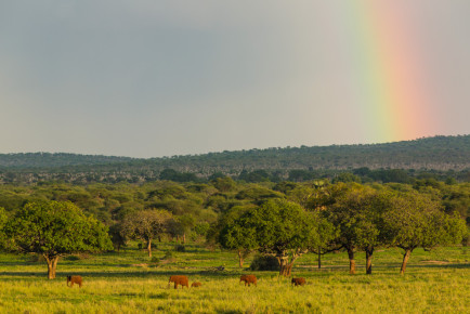 Elephants walking under the rainbow, Tarangire National Park