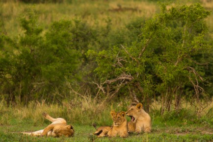Lions, Tarangire National Park