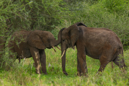 Elephants in Tarangire National Park