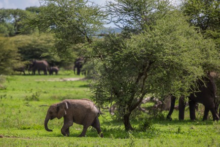 Elephants in Tarangire National Park