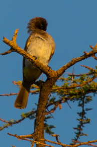 Common Bulbul, Tindiga Tented Camp, Near Lake Eyasi