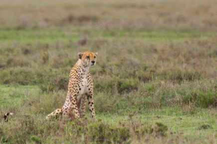 Cheetah, Serengeti National Park