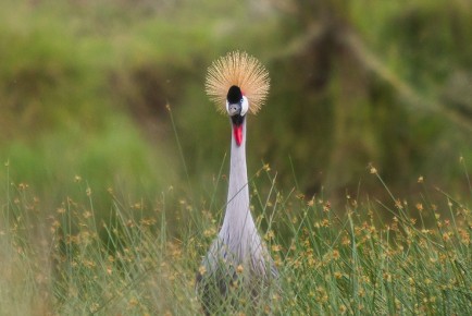 Grey-crowned Crane, Serengeti National Park