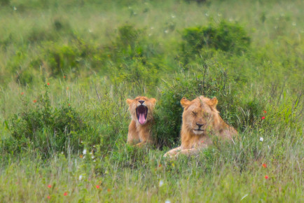 Lions, Serengeti National Park