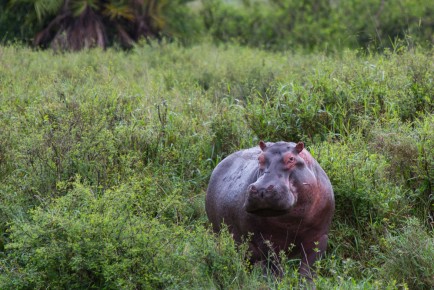 Hippo, Serengeti National Park