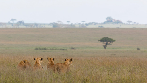 Lions, Serengeti National Park