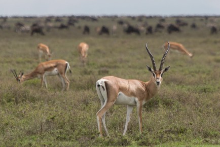 Grant’s Gazelle, Serengeti National Park