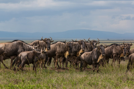 Wildebeests in migration, Serengeti National Park