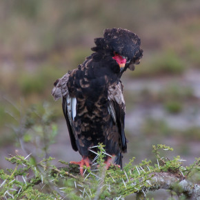 Bateleur Eagle, Ndutu Lake