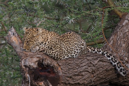 A small leopard resting on the branch, Lake Ndutu