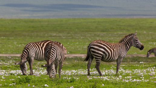 Zebras, Ngorongoro Crater