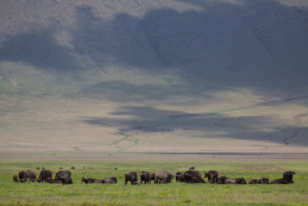 Buffaloes, Ngorongoro Crater