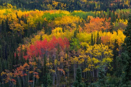 Fall color of Denali National Park, Alaska