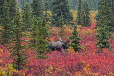 A Bull Moose near the entrance of Denali National Park, Alaska