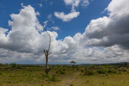 Buffalo Glade, Arusha National Park