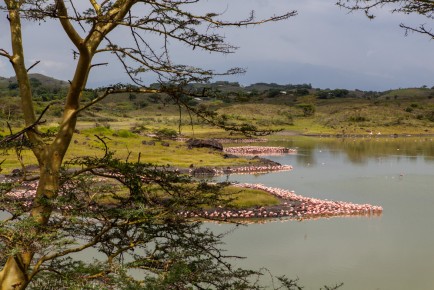 Flamingos at Small Momella Lake, Arusha National Park