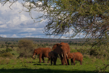 Elephants in Tarangire National Park