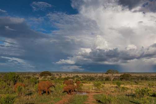 Dramatic clouds and elephants, Tarangire National Park