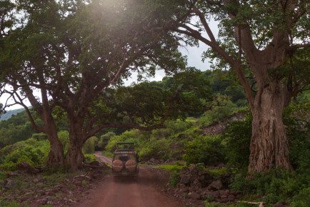 Game drive in Lake Manyara National Park