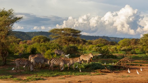 Zebras in Lake Manyara National Park with the Rift Valley escarp