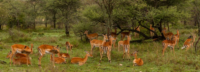 A herd of impalas, Serengeti National Park