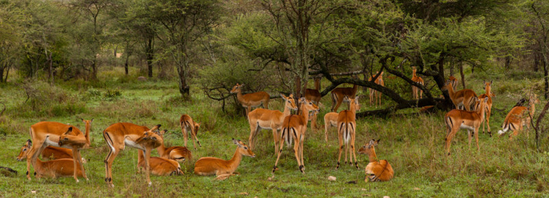 A herd of impalas, Serengeti National Park