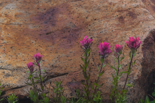 Magenta Paintbrush, Deadhorse Creek Trail, Paradise, Mt. Rainier