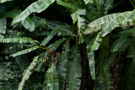 A monkey “stealing” bananas at the check point of Tambopata