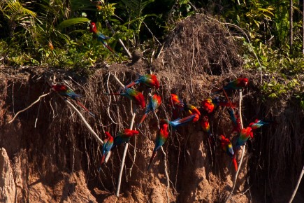 Scarlet and Red-and-Green Macaws came down to the river bank and