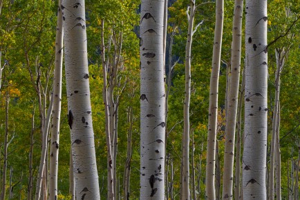 Aspen Trees, Hwy. 82, Colorado