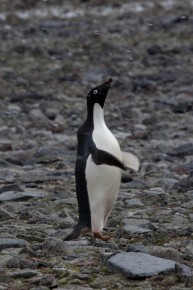 Adélie penguins, Paulet Island.