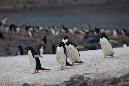 Adélie penguins, Paulet Island.