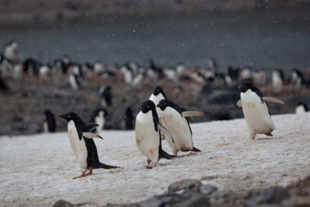 Adélie penguins, Paulet Island.