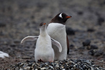 A Gentoo penguin with the chick, Brown Bluff.