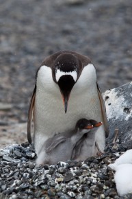 A Gentoo penguin feeding the chicks, Brown Bluff.