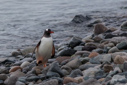 Gentoo Penguins, Cuverville Island