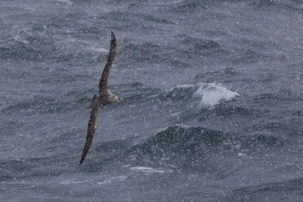 A Northern Giant Petrel near South Shetland Islands