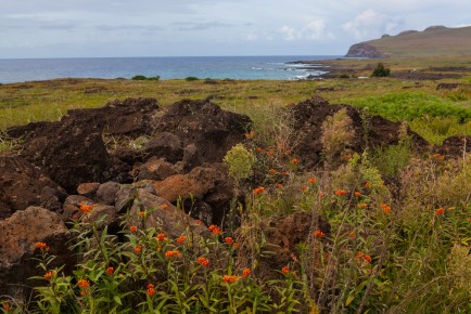 Near Te Pito Kura, the north coast of Easter Island