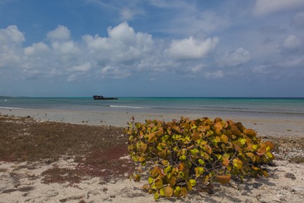 A shipwreck near Malmok Beach, Aruba